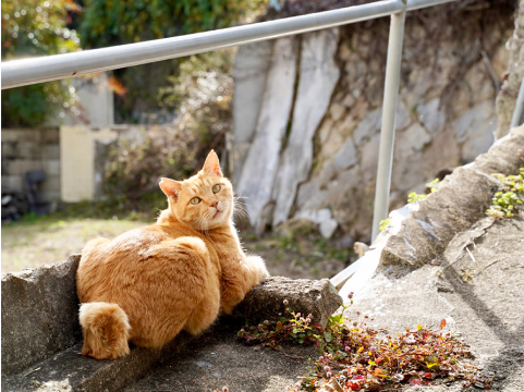 猫の細道